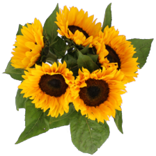 Zonnebloemen